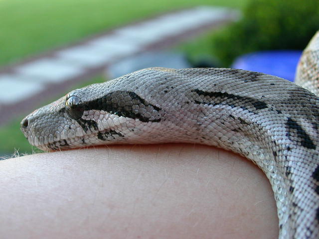 Caulker Cay