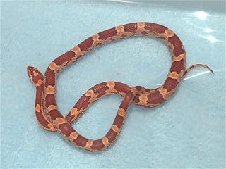Angel - female Hypo