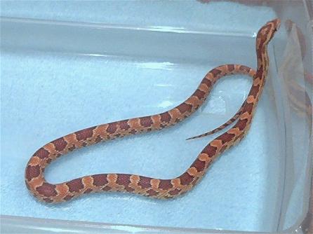 Male Hypo