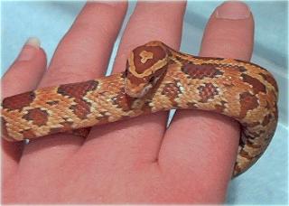 Male Hypo