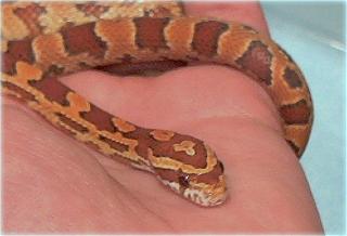 Spike - male hypo