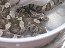 Female ghost