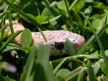 snake in the grass