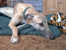 Guinness the greyhound