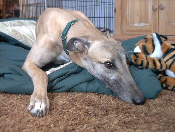 Guinness the greyhound