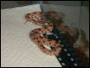 Male hypo 2002
