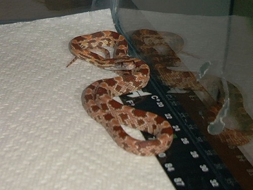 Male hypo 2002