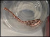Female hypo 2002