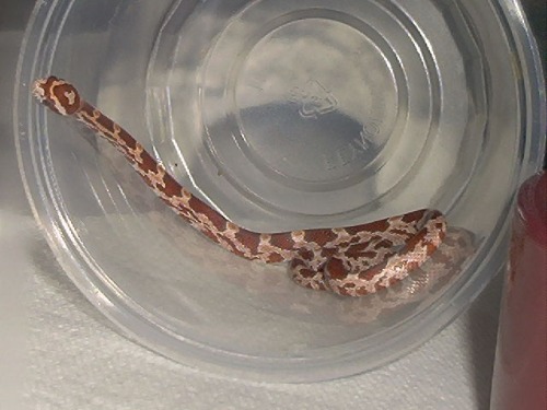 Female hypo 2002