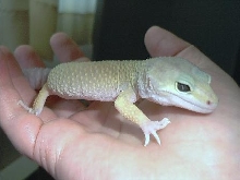 Lemon, my new Leo