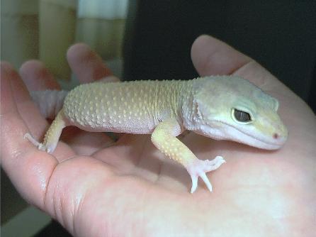 Lemon, my new Leo