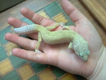 Lemon, my first Leo