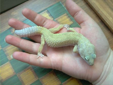 Lemon, my first Leo