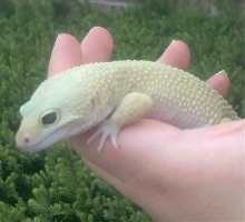 Lemon, male patternless