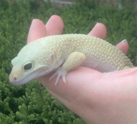 Lemon, male patternless