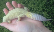 Lemon's tail