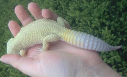 Lemon's tail