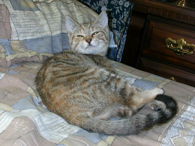 new kitten, Leona