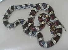 Miami Phase (in shed)
