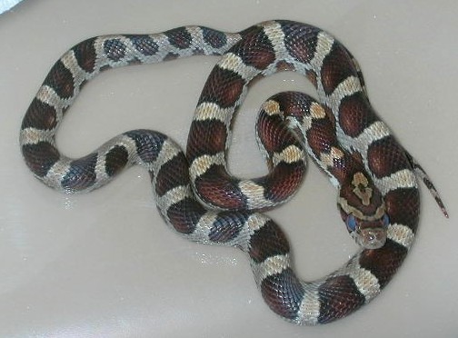 Miami Phase (in shed)
