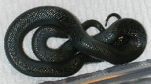 Mexican Black King