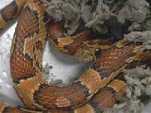Male Okeetee