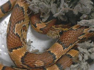 Male Okeetee