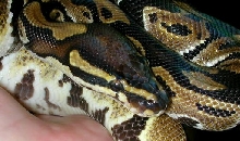 male poss. het albino