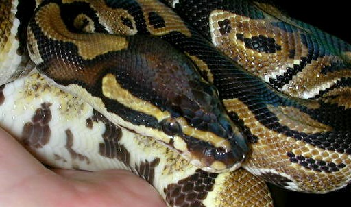 male poss. het albino