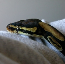 male poss. het albino