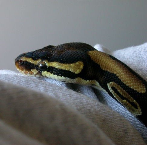 male poss. het albino