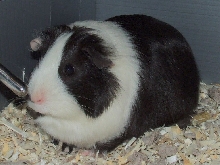 Piggy