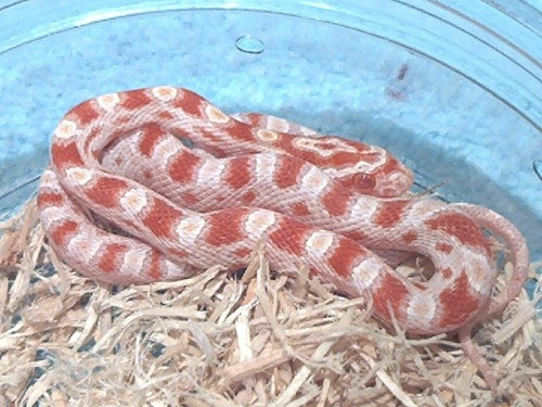 Candy cane