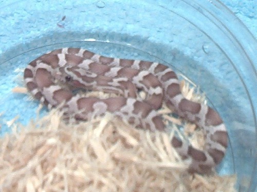Smokey, my new Ghost