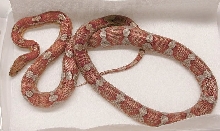 Milk Snake Phase Motley