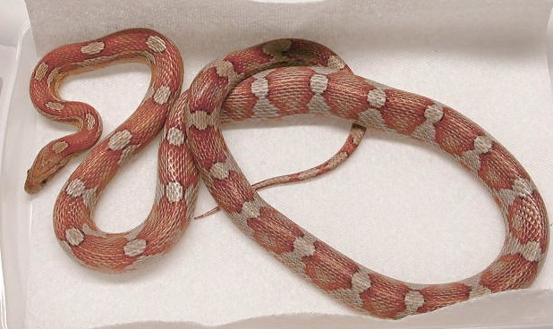 Milk Snake Phase Motley