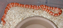 Amel Banded Motley