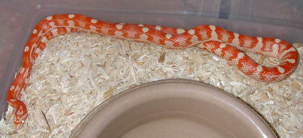 Amel Banded Motley