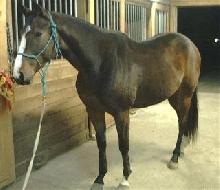 Thoroughbred