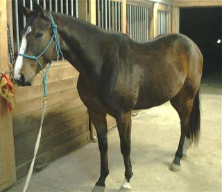 Thoroughbred