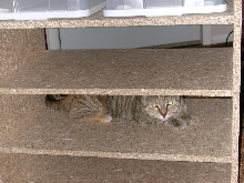 cat helping build the rack