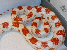 candy cane