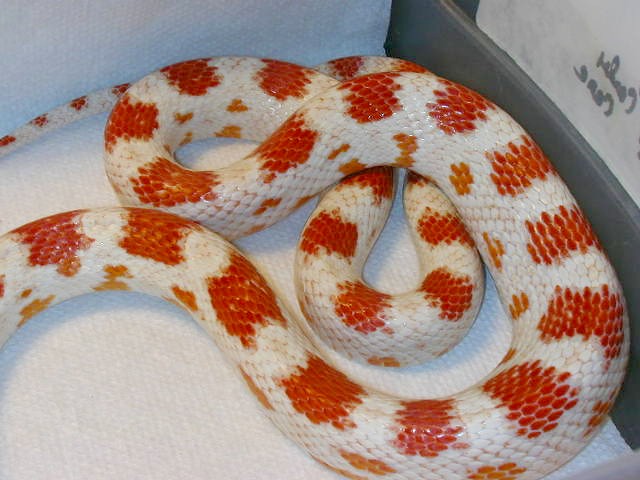 candy cane