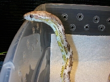 Cobra imitation