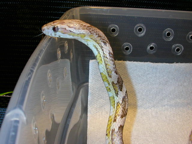 Cobra imitation