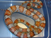 Milk Snake Phase