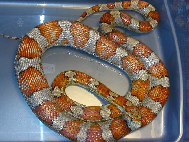 Milk Snake Phase