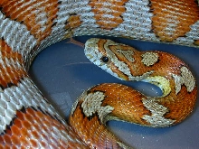 Milk Snake Phase