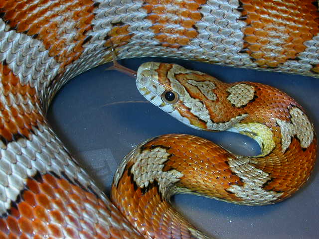 Milk Snake Phase