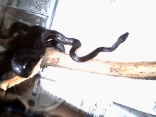 kingkong from above